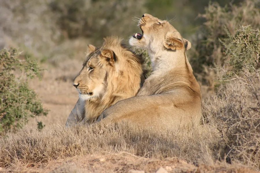 Seaview Lion Park