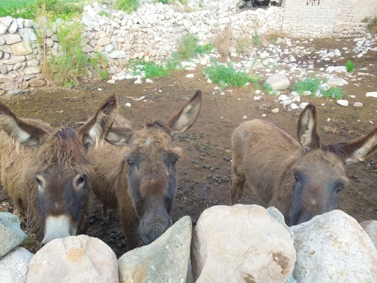 Secret Valley Wildlife Park