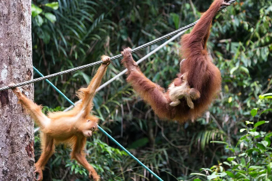Semenggoh Wildlife Centre