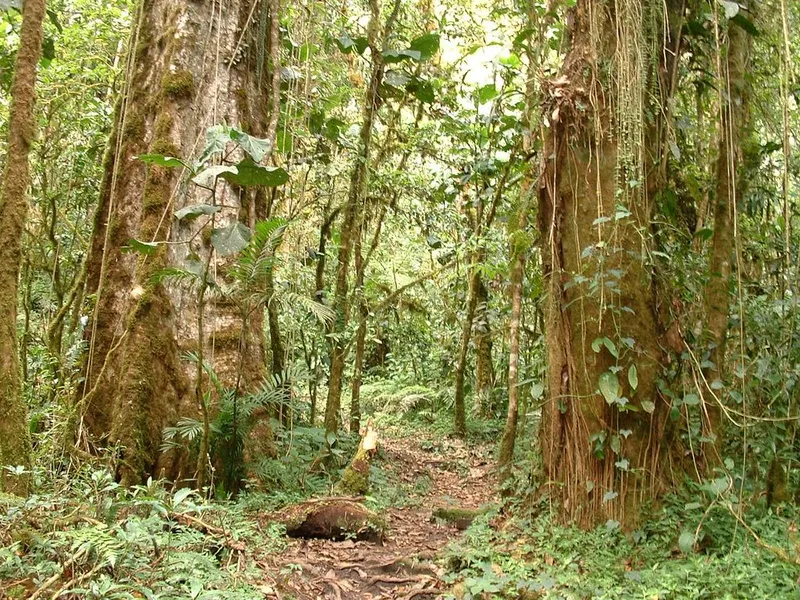 Sendero Los Quetzales