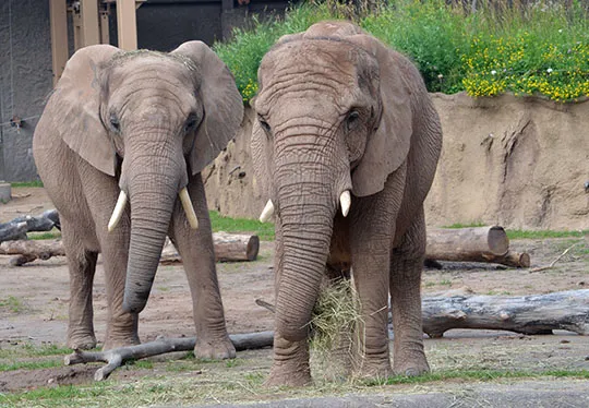 Seneca Park Zoo