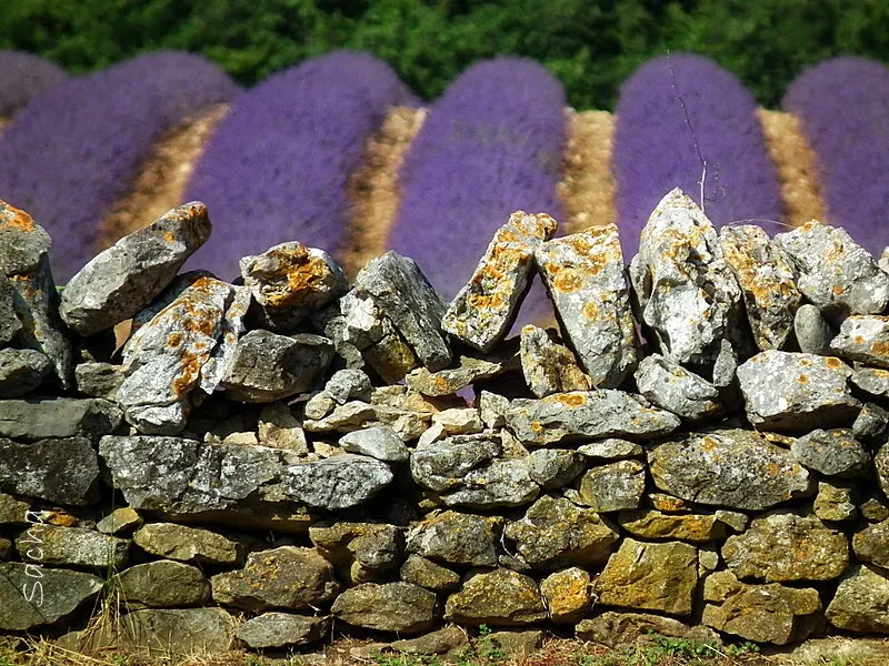 Sentier des Lavandes