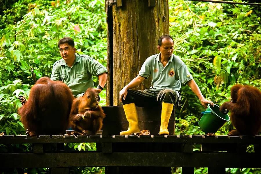 Sepilok Orangutan Rehabilitation Centre