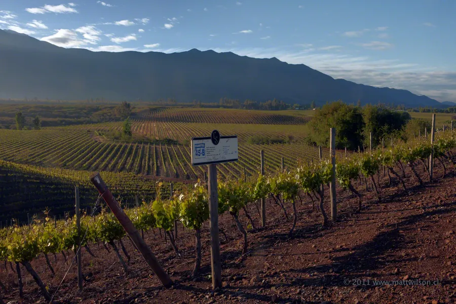 Serenberry Vineyards