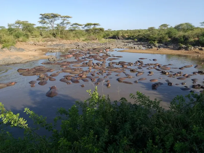 Serengeti Hippo Pool