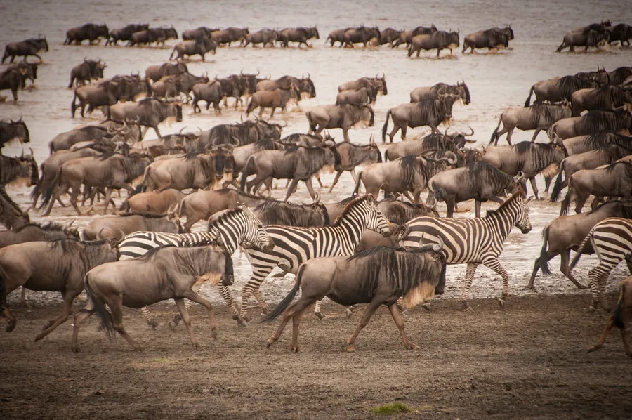 Serengeti Migration
