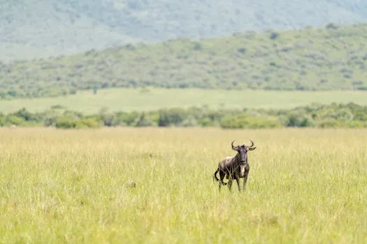 Serengeti National Park - Game Drive
