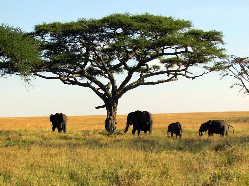 Serengeti Visitor Center