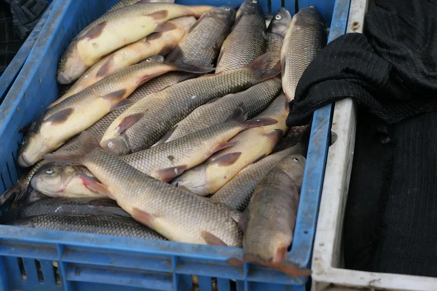 Sevan Trout Fish Farm