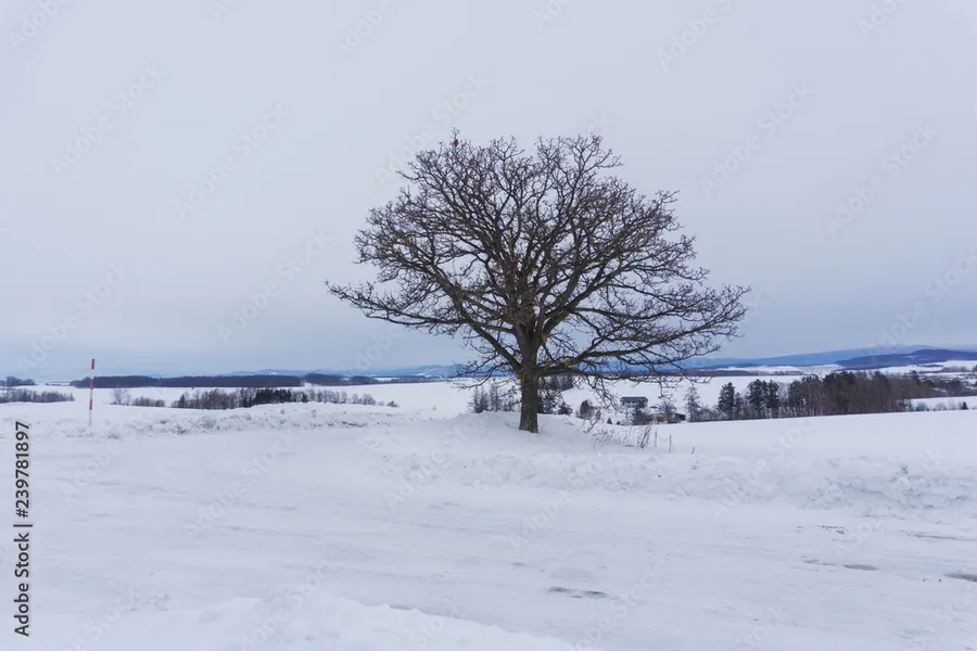Seven Star Tree