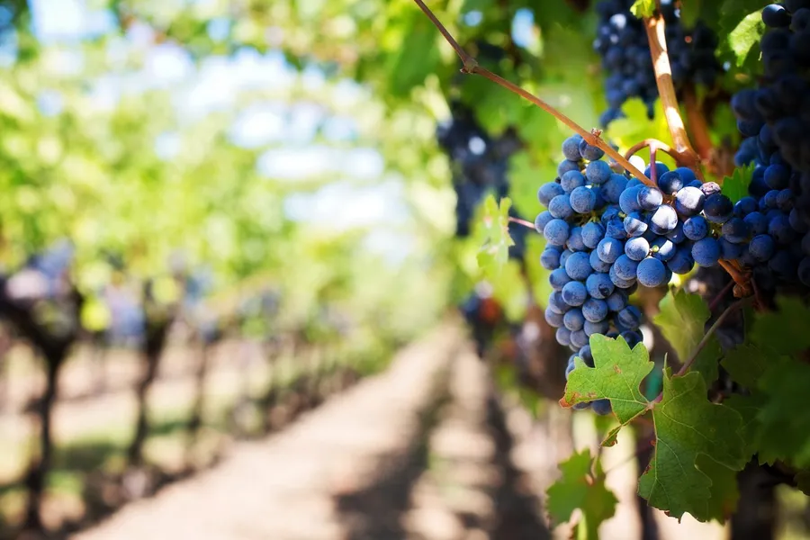 Shade Mountain Winery & Vineyards