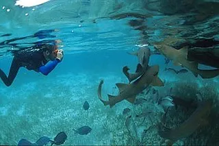 Shark Ray Alley
