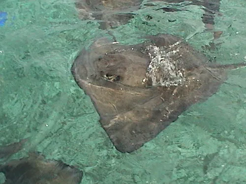 Shark Ray Alley