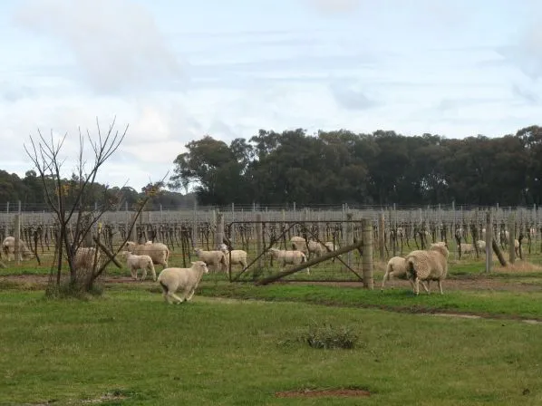 Sheep's Back Museum