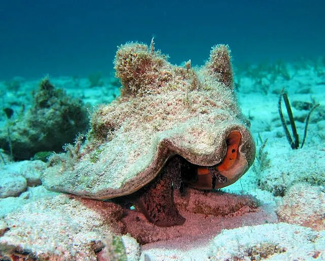 Shell Key Preserve