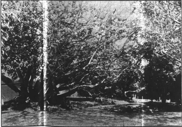 Shell Mound Park