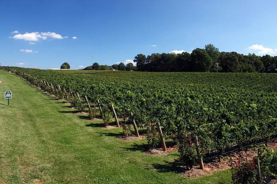 Shelton Vineyards
