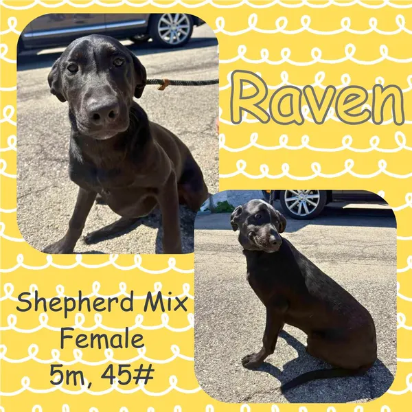 Shepherd & Raven