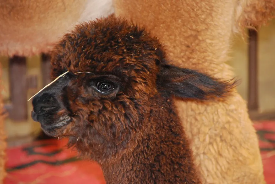 Shining Star Alpacas