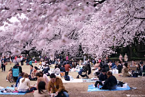 Shinjuku Gyoen National Garden