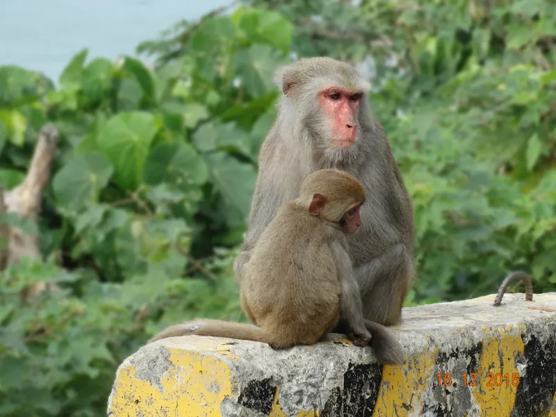 Shoushan Zoo