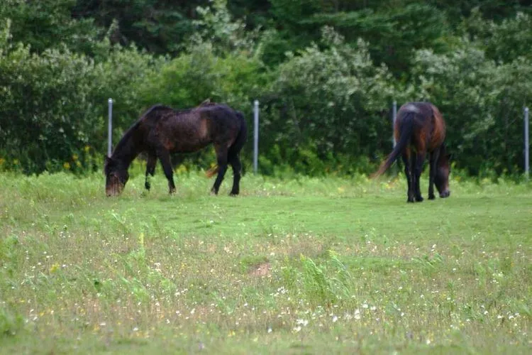 Shubenacadie Wildlife Park