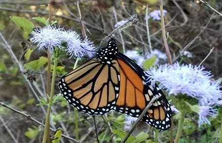Sibley Nature Center