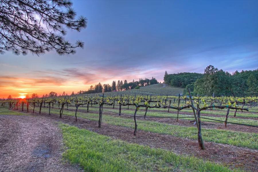 Sierra Foothills Wine Region