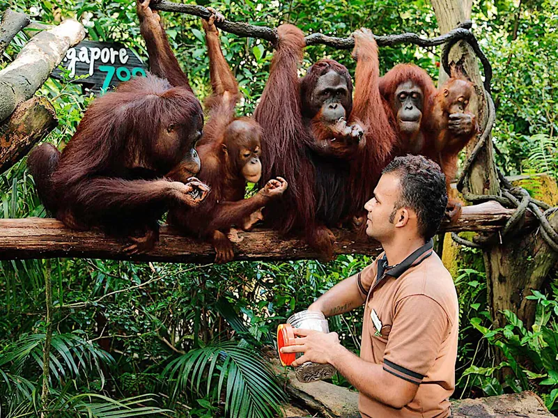 Singapore Zoo