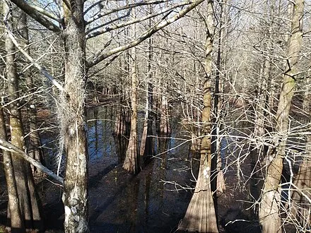 Six Mile Cypress Slough Preserve