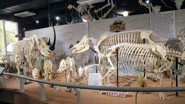 Skeletons: Museum of Osteology