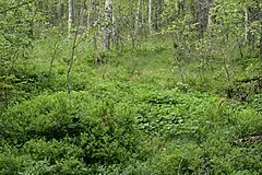 Skurugata Nature Reserve