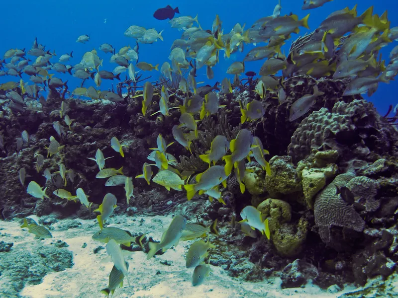 SkyReef Cozumel