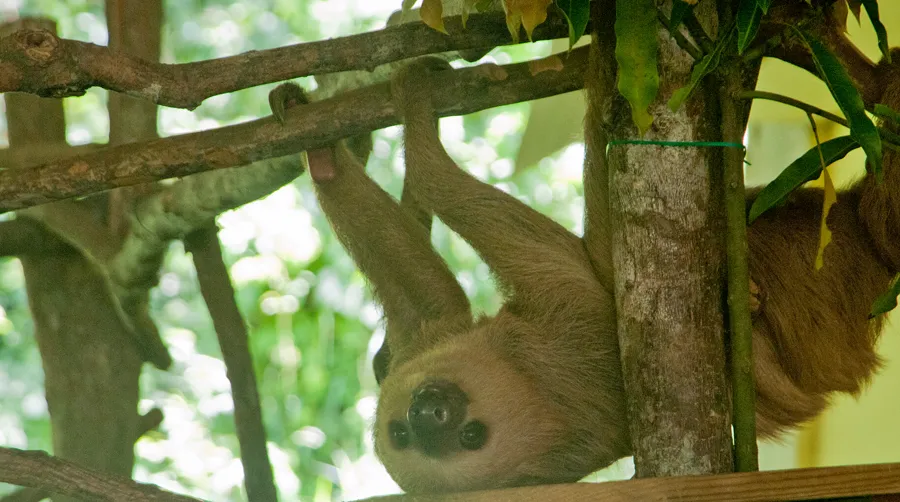 Sloth Sanctuary
