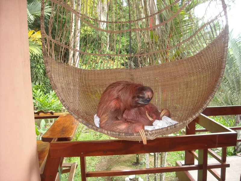 Sloth Sanctuary of Costa Rica
