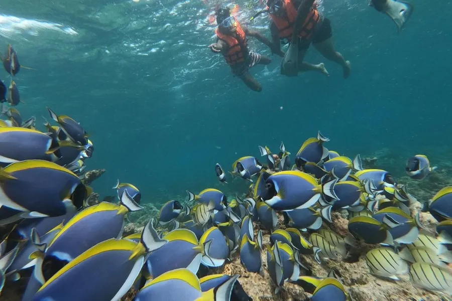 Snorkeling Trips