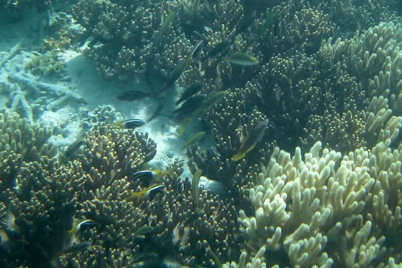 Snorkeling and Diving around Fafa Island