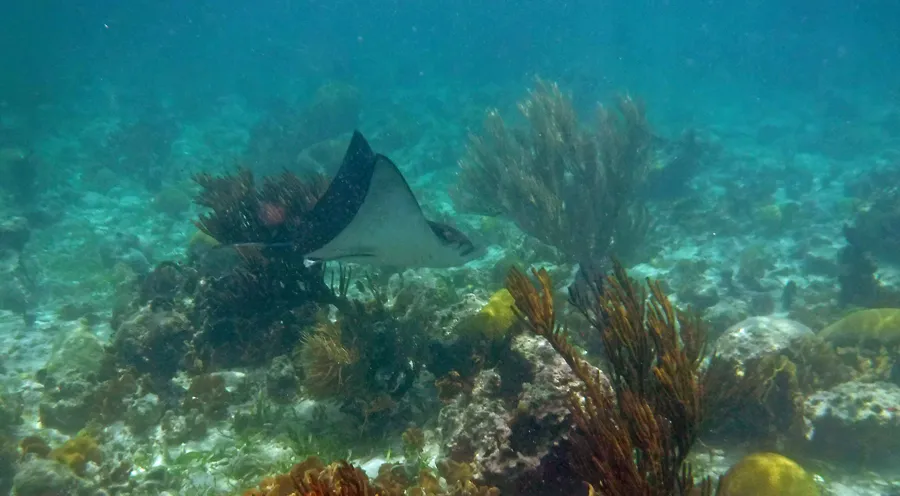 Snorkeling at San Blas Islands