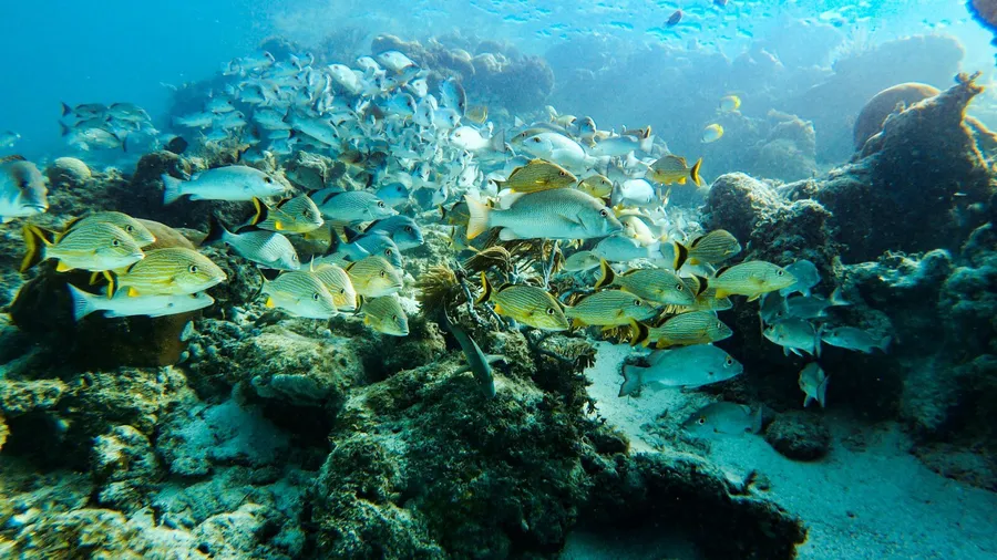 Snorkeling at Tobacco Caye