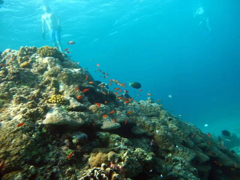 Snorkeling at Turtle Point