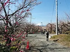 Soga Bessho Bairin (Plum Grove)