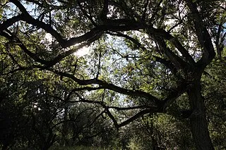 Sonoita Creek State Natural Area