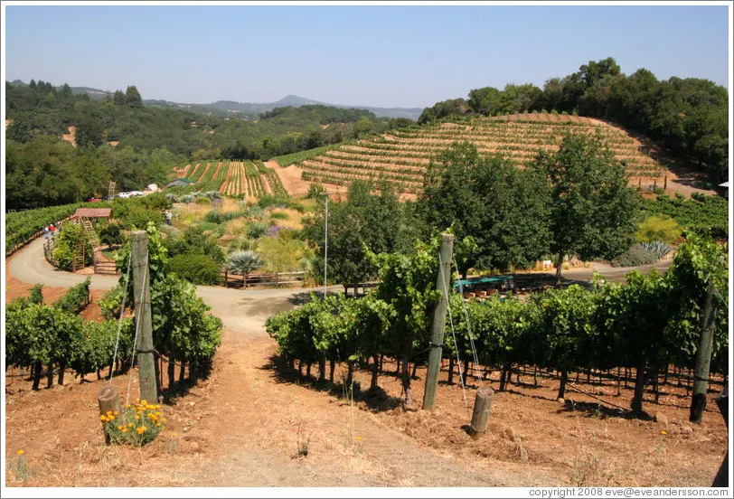 Sonoma Valley