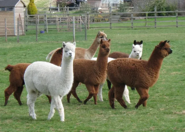 South East Alpacas