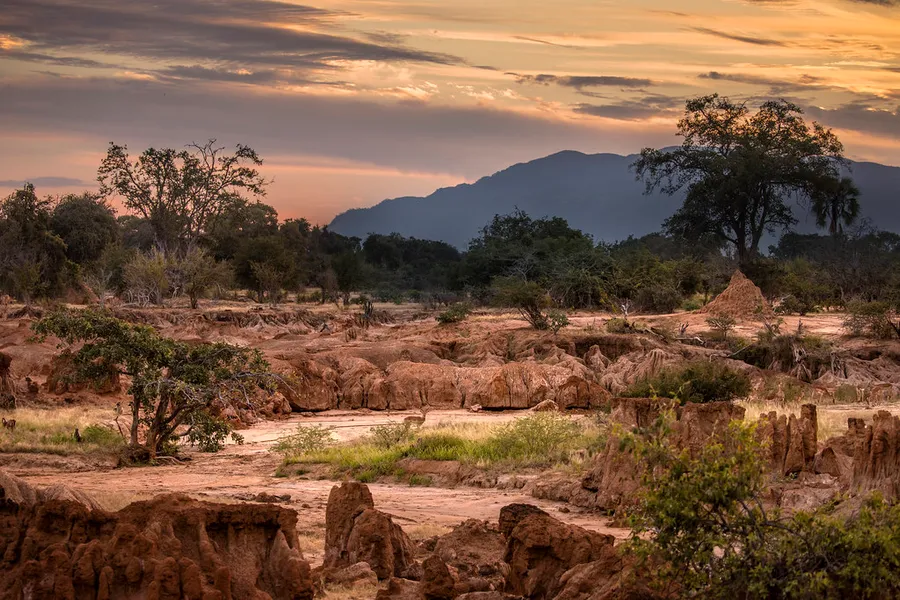 South Luangwa National Park