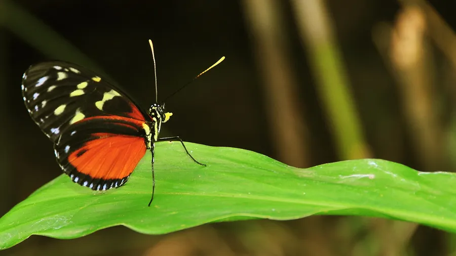 Spirogyra Butterfly Garden