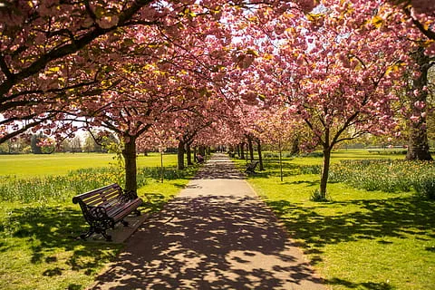 Spring Park