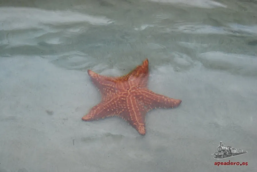 Starfish Beach (Playa Estrella)