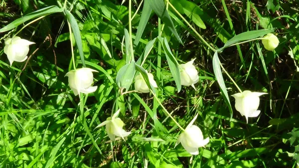 Stockton Creek Preserve