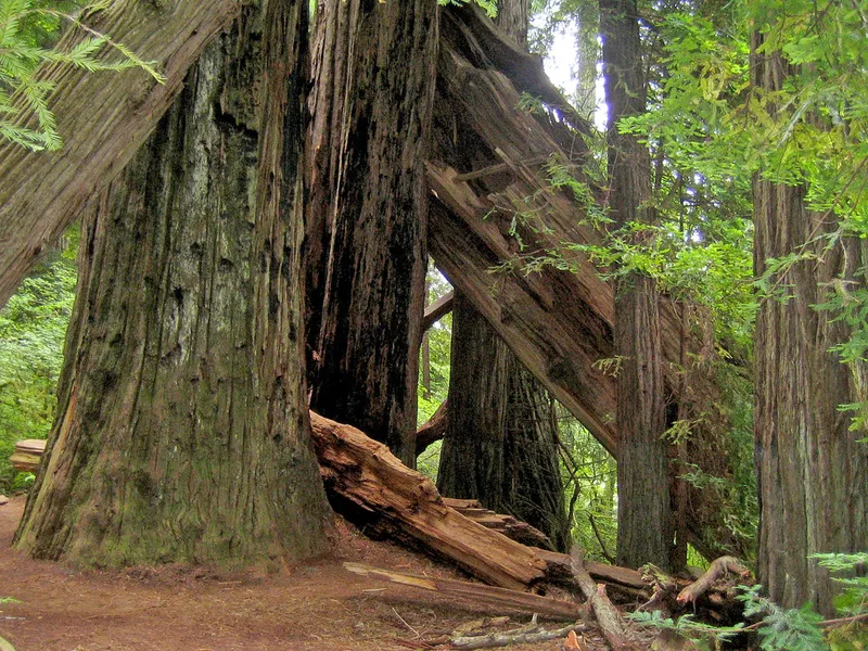 Stout Memorial Grove